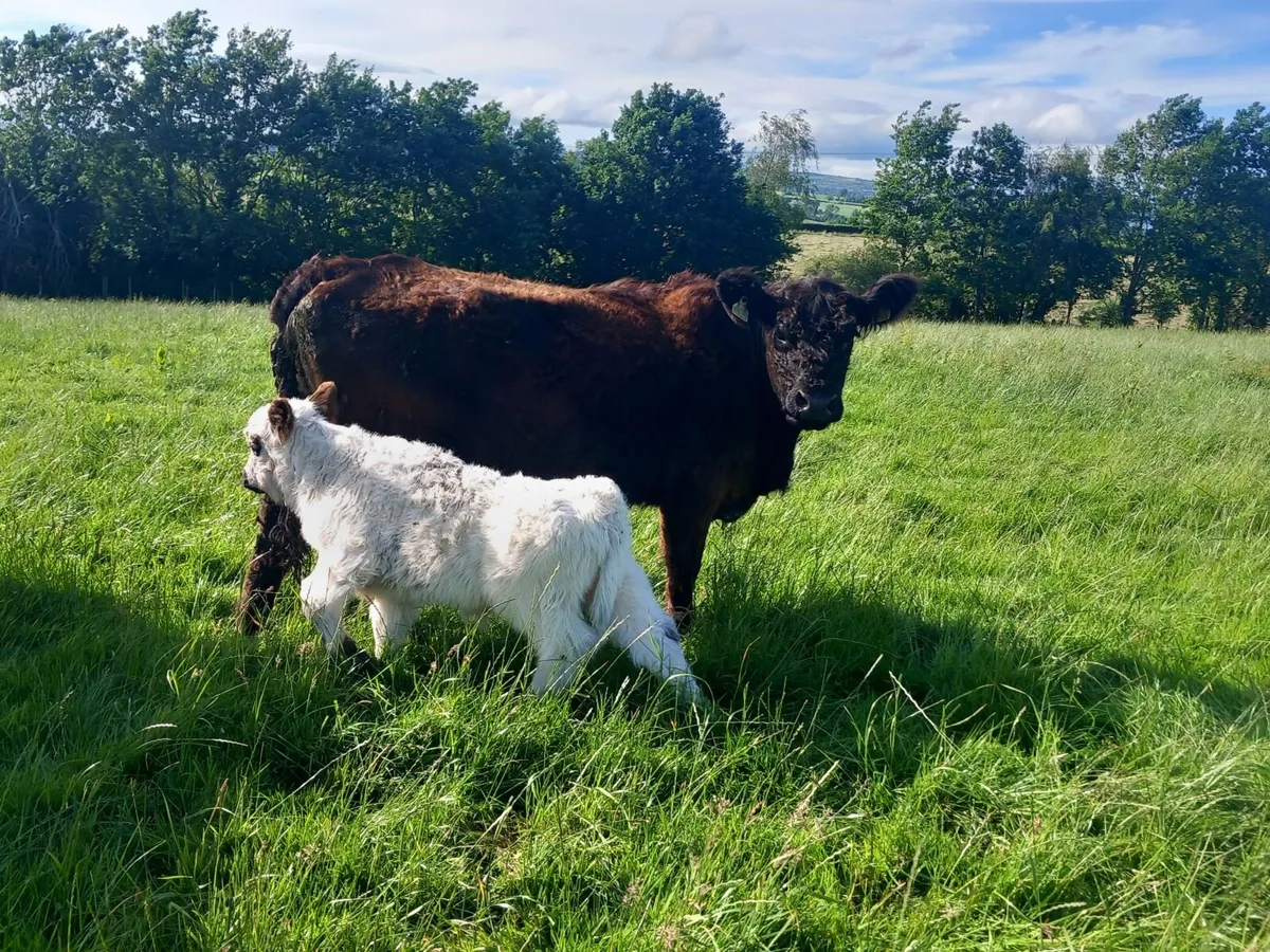 Cattle - Image 2