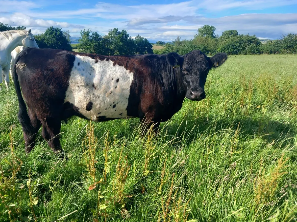 Cattle - Image 4