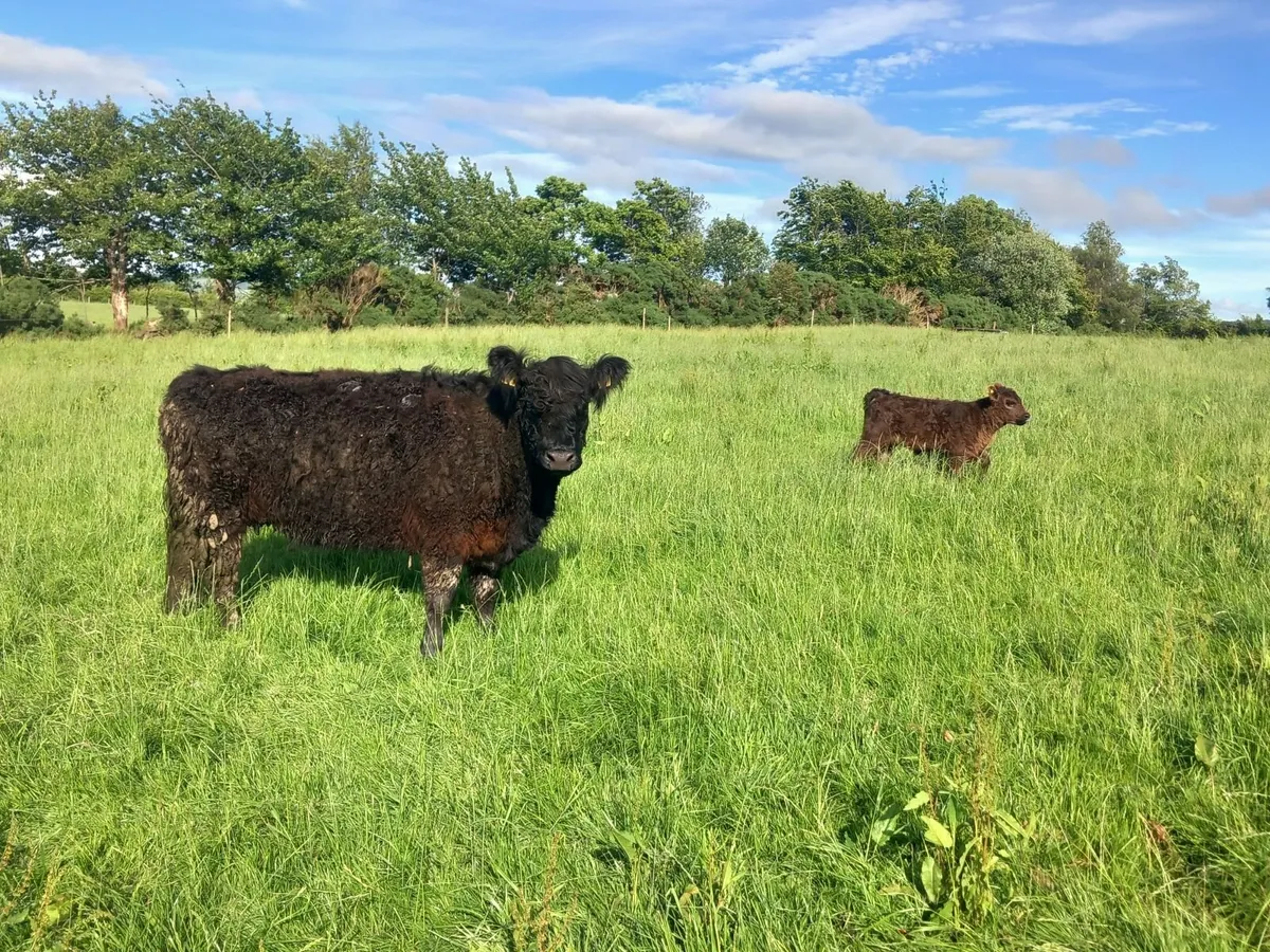 Cattle - Image 3