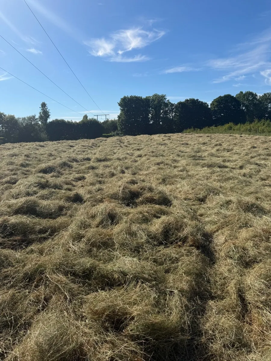 Fully organic Round and square hay bales - Image 3