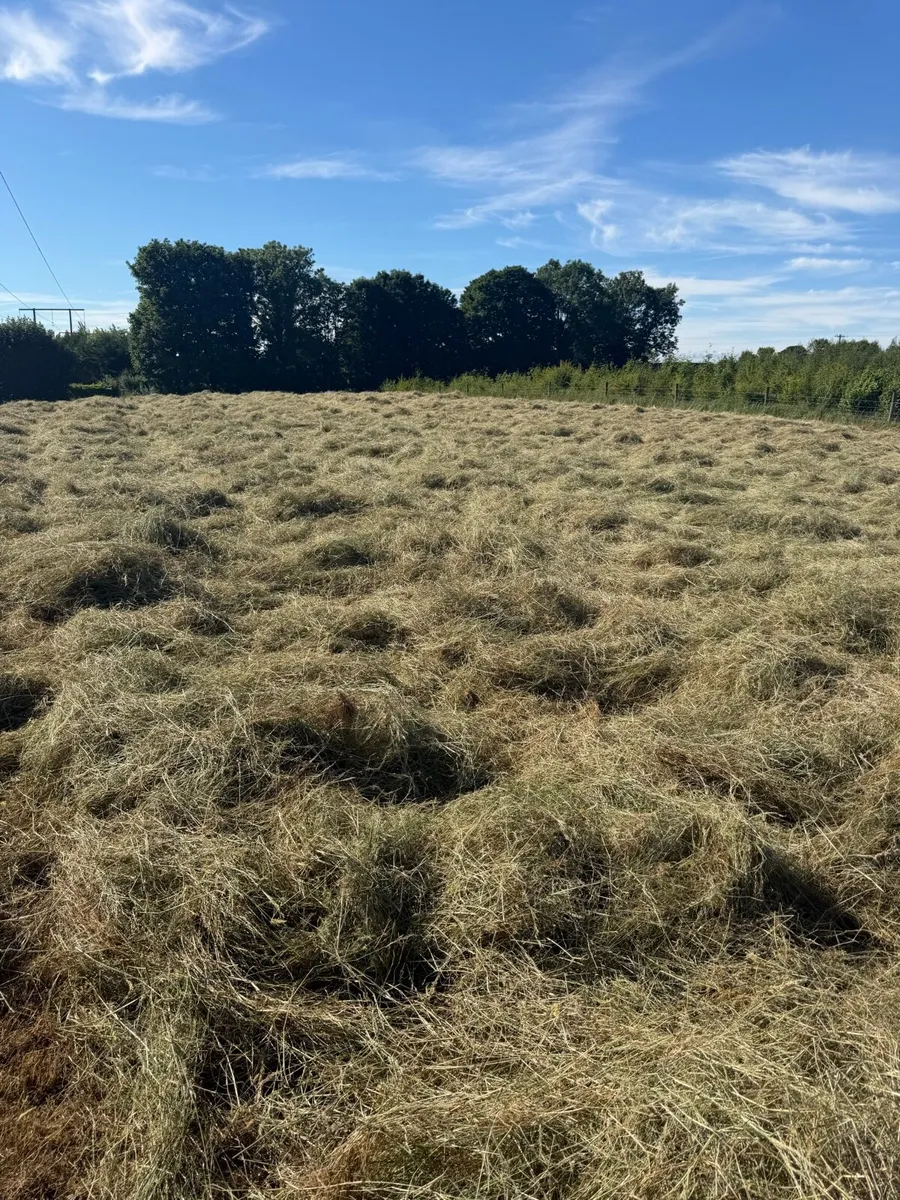 Fully organic Round and square hay bales - Image 4