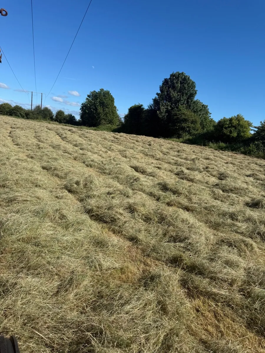 Fully organic Round and square hay bales - Image 1