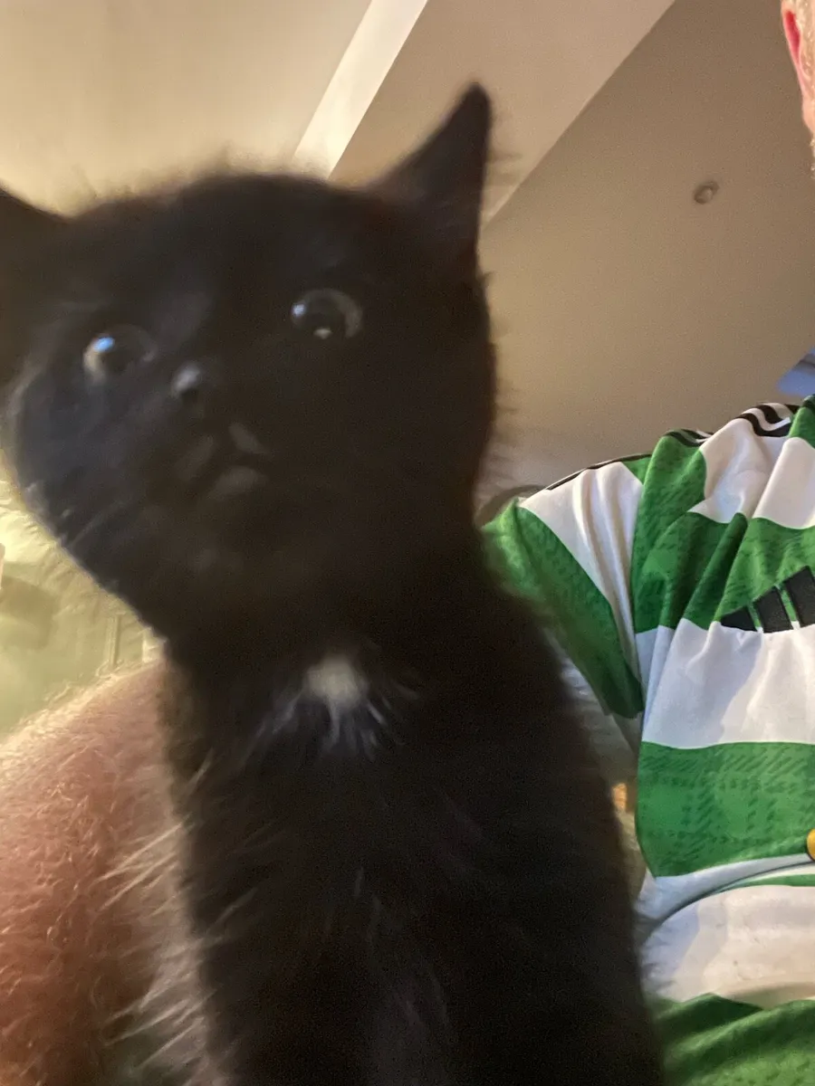 Kitten - Image 1