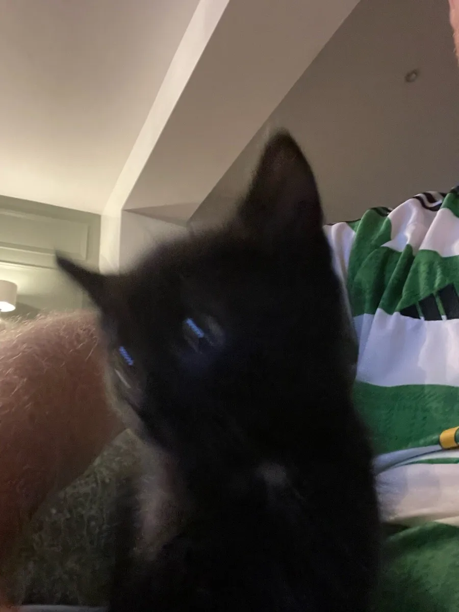 Kitten - Image 2