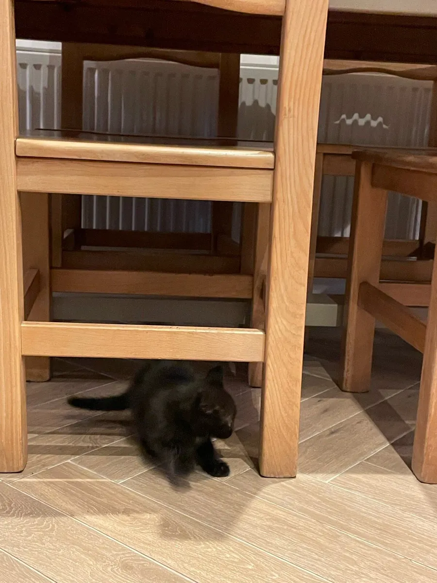 Kitten - Image 3