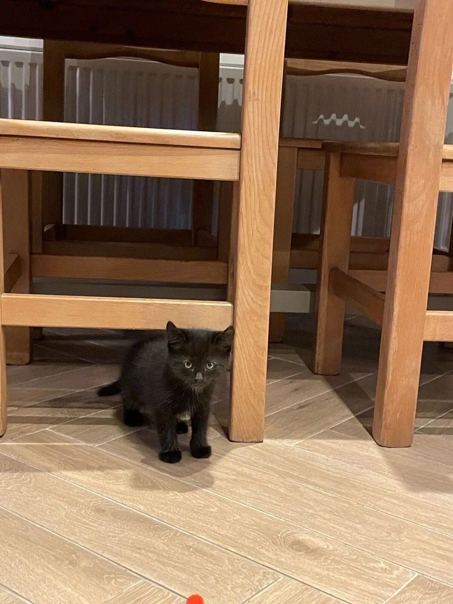 Kitten - Image 4