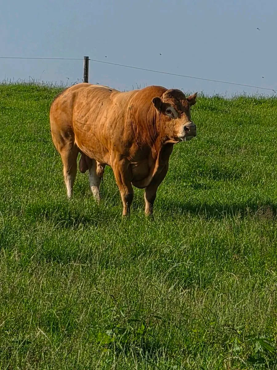 Limousin bull - Image 1
