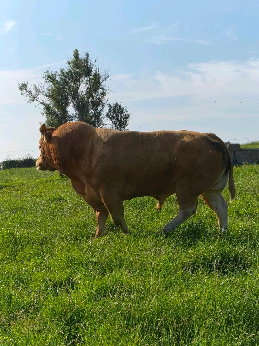 Limousin bull - Image 2