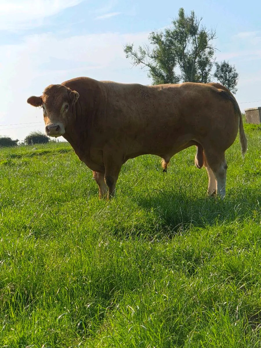Limousin bull - Image 3