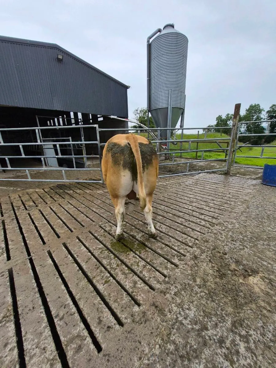 Limousin bull - Image 4