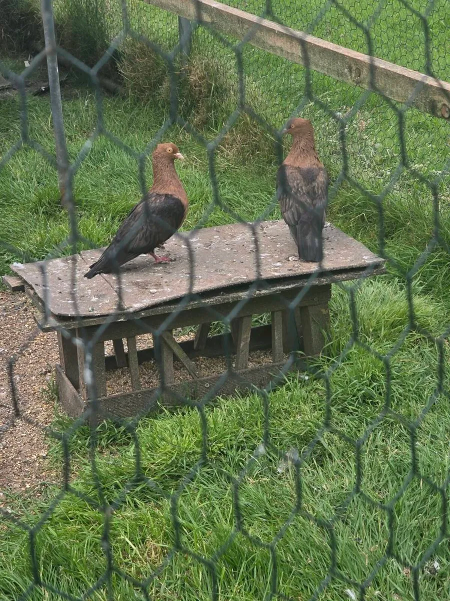 Pigeons - Image 1