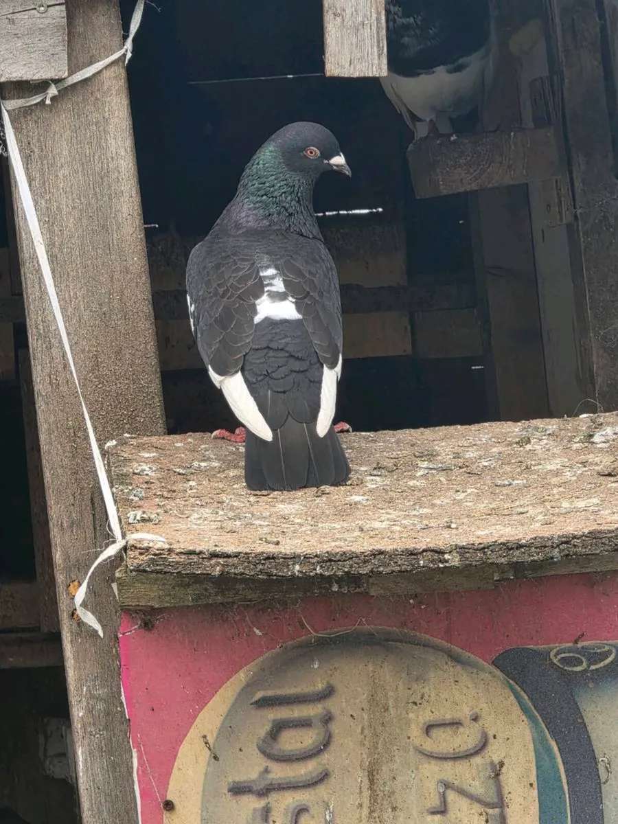 Pigeons - Image 2