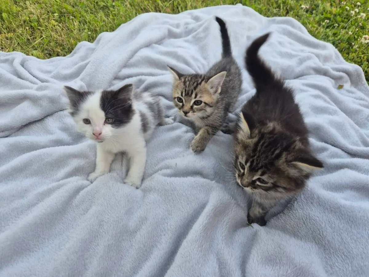 Kittens - Image 1