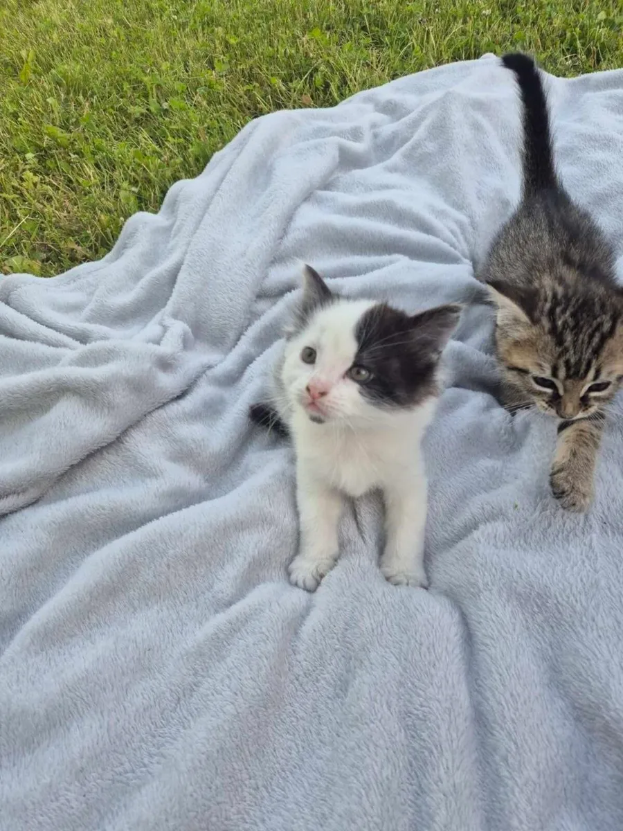 Kittens - Image 2