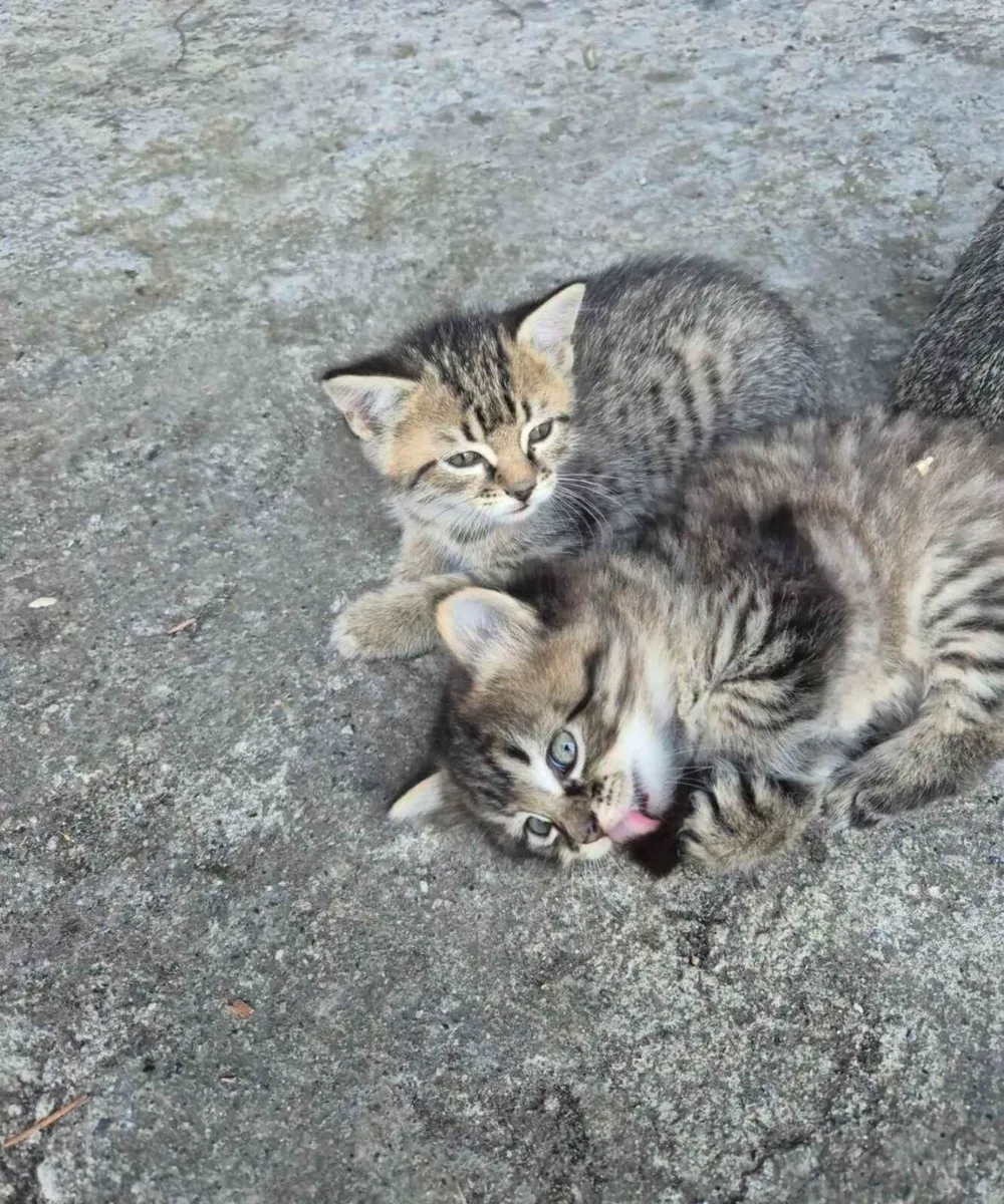 Kittens - Image 3