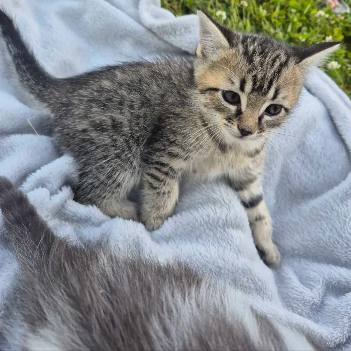 Kittens - Image 4