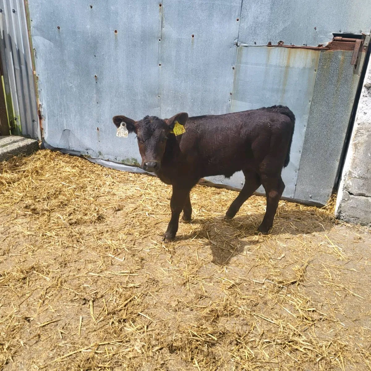 Calves  and runners - Image 4