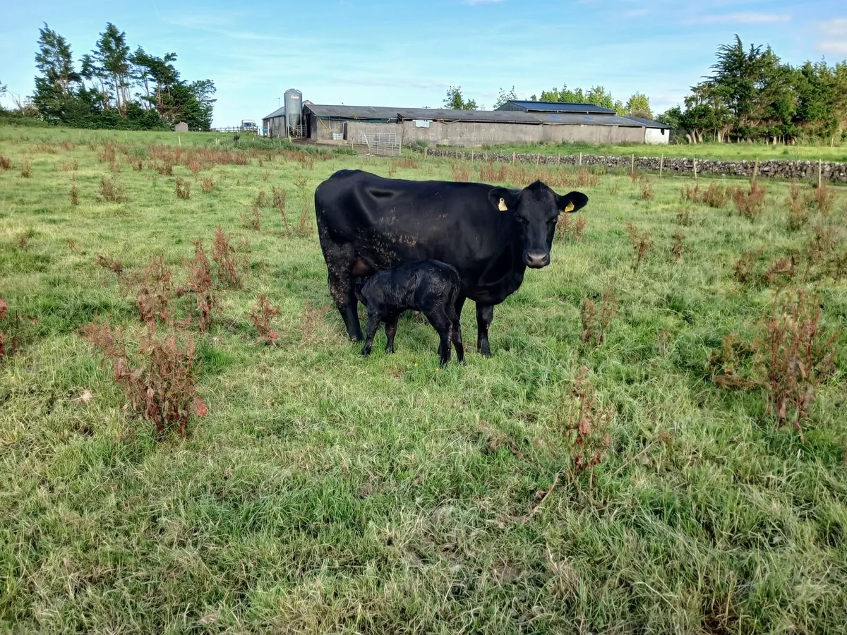 cow and calf - Image 1