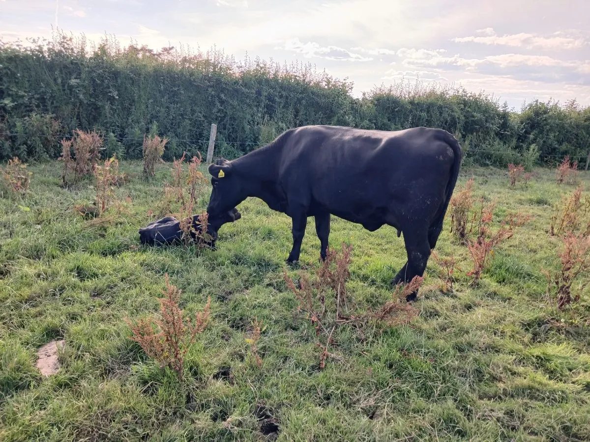 cow and calf - Image 2