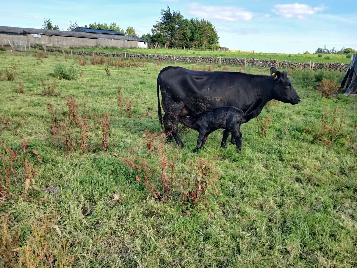 cow and calf - Image 3