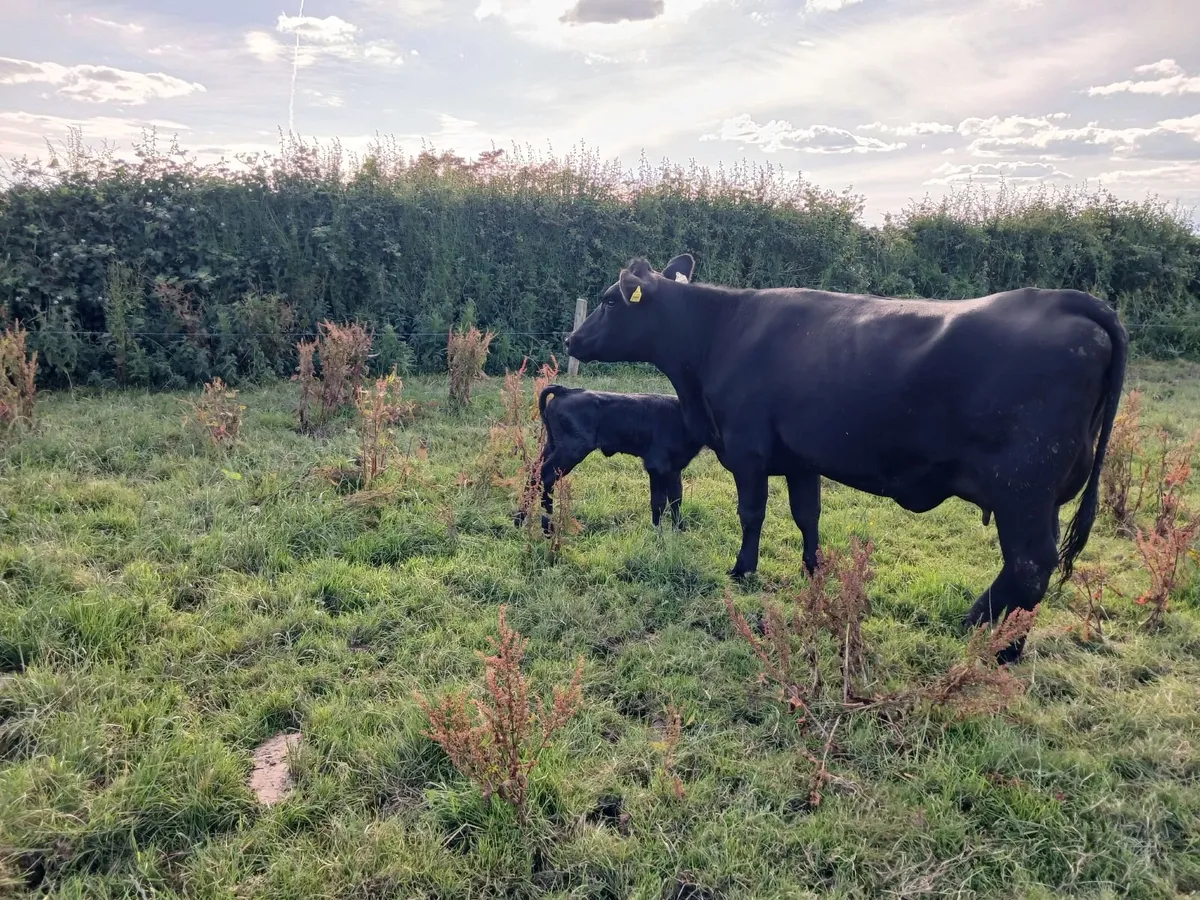 cow and calf - Image 4