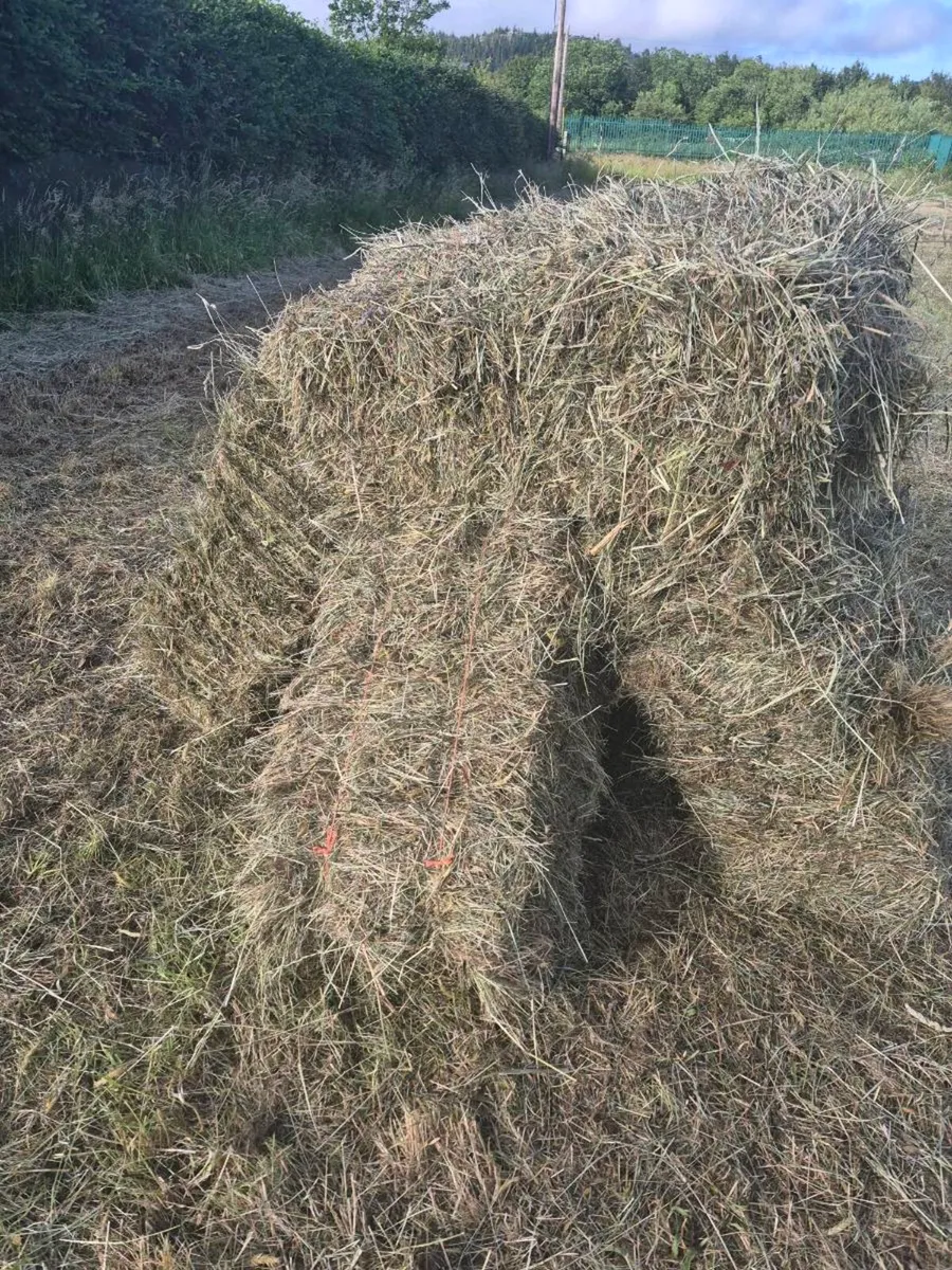 Hay for sale - Image 1