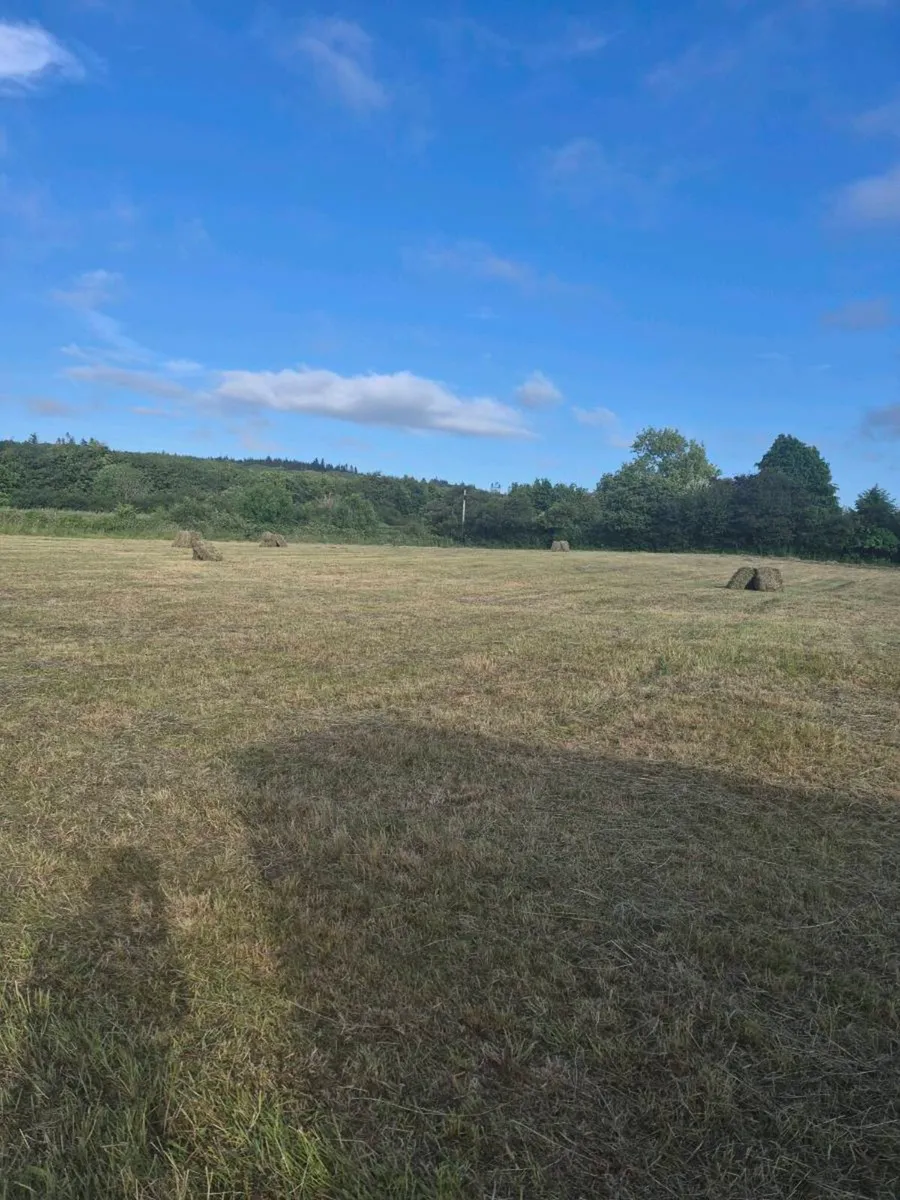 Hay for sale - Image 2