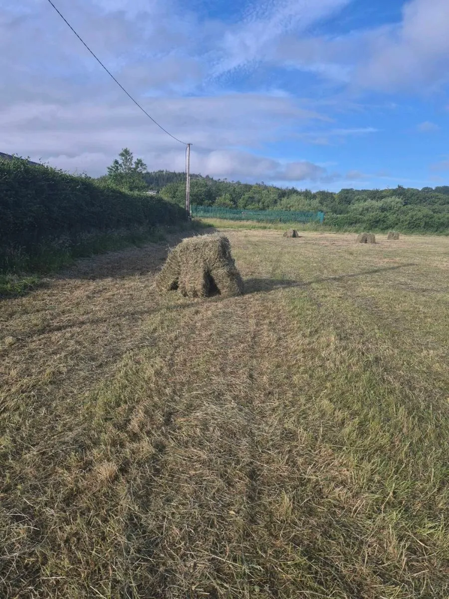 Hay for sale - Image 3