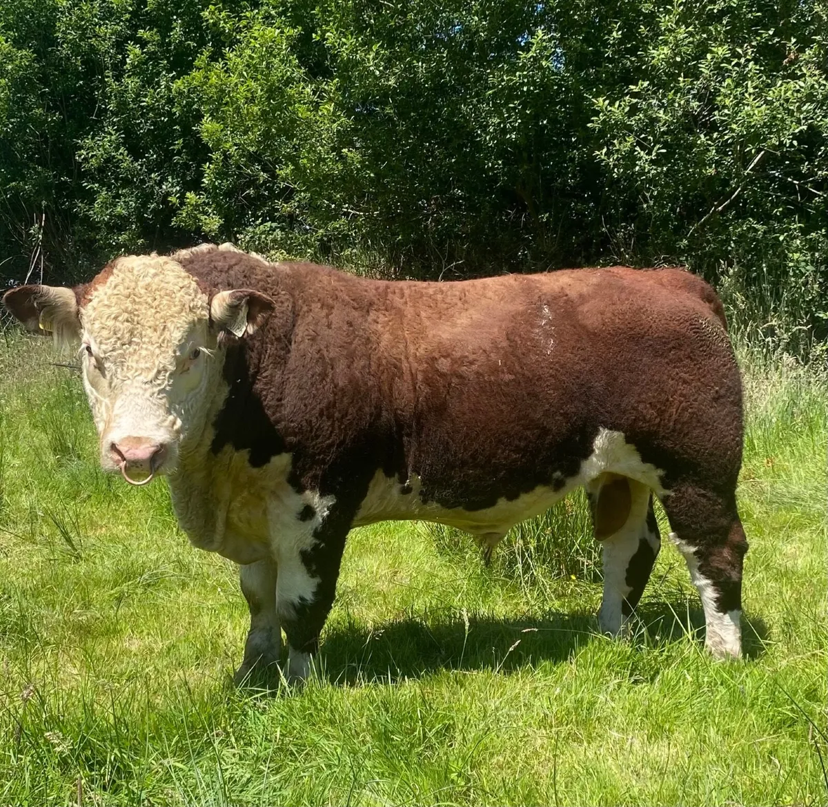 Hereford Bull - Image 1
