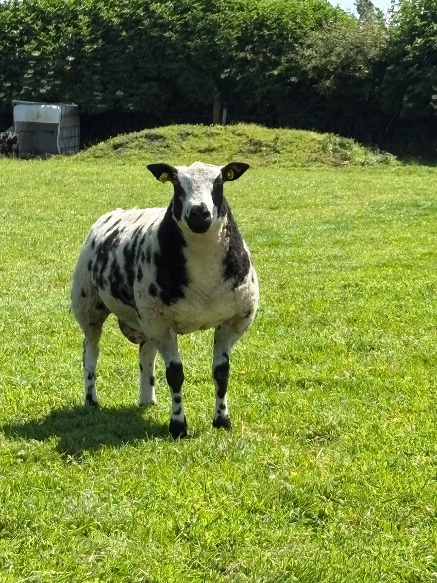 Dutch Spotted lambs - Image 1