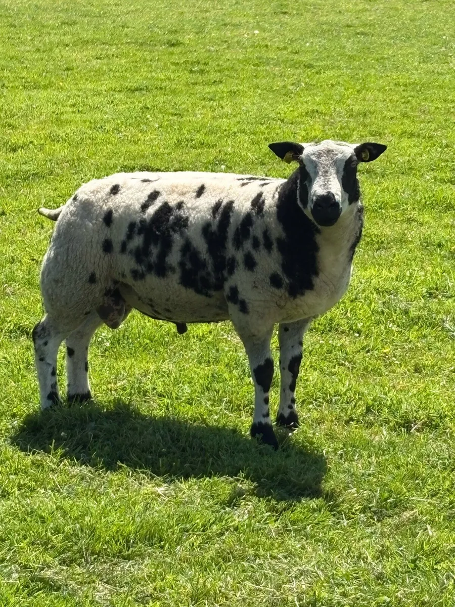 Dutch Spotted lambs - Image 3