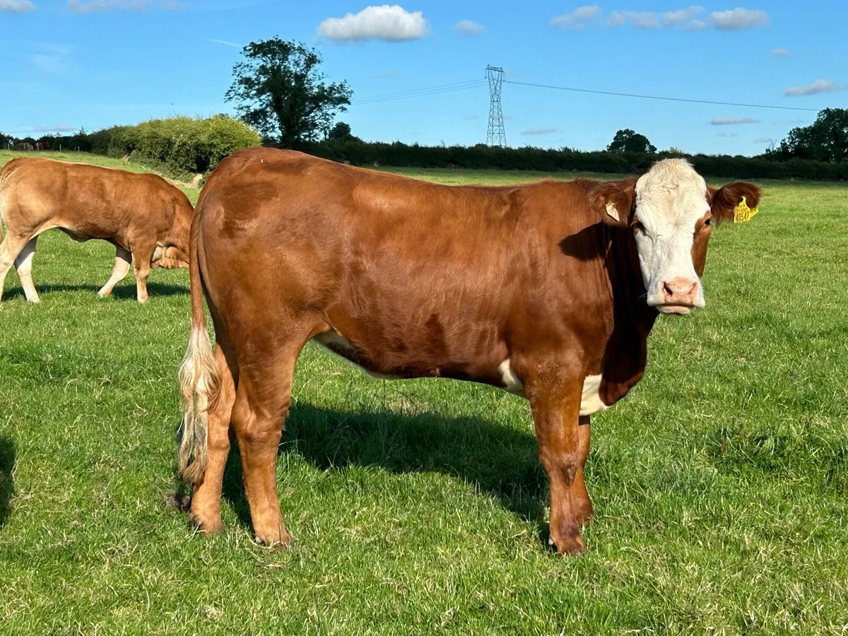 BREEDING HEIFERS - Image 3