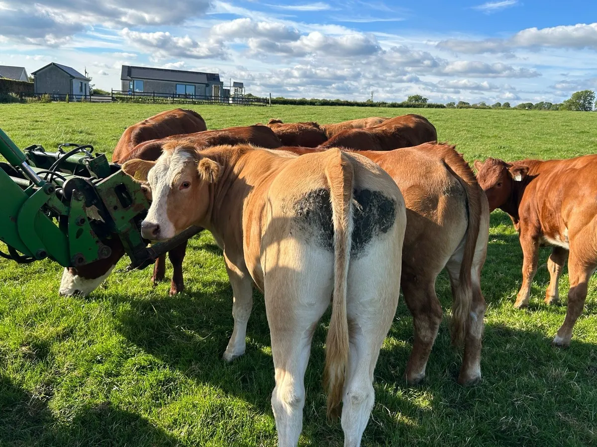 BREEDING HEIFERS - Image 4