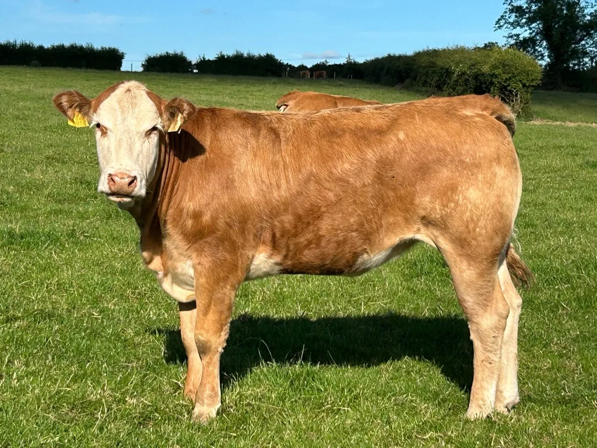 BREEDING HEIFERS - Image 2