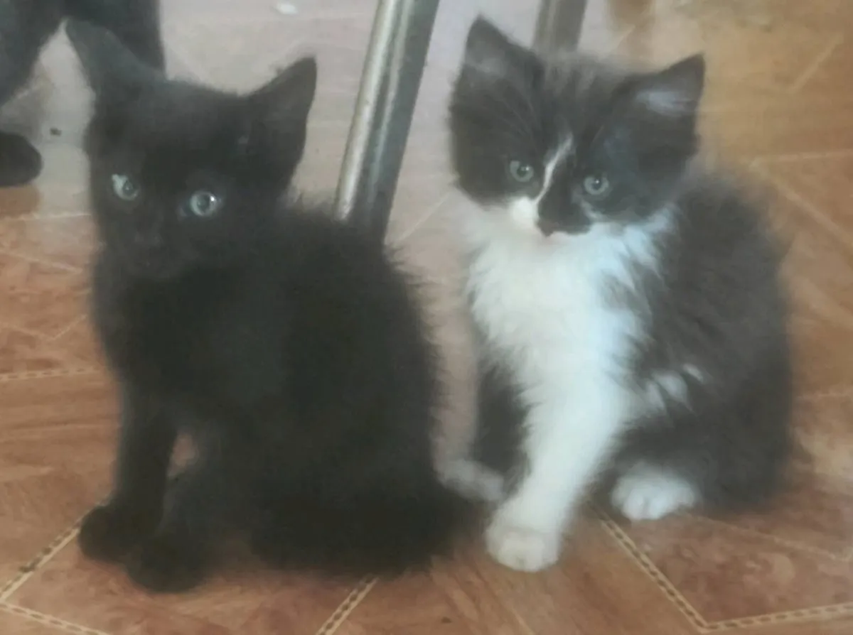 Kittens - Image 3