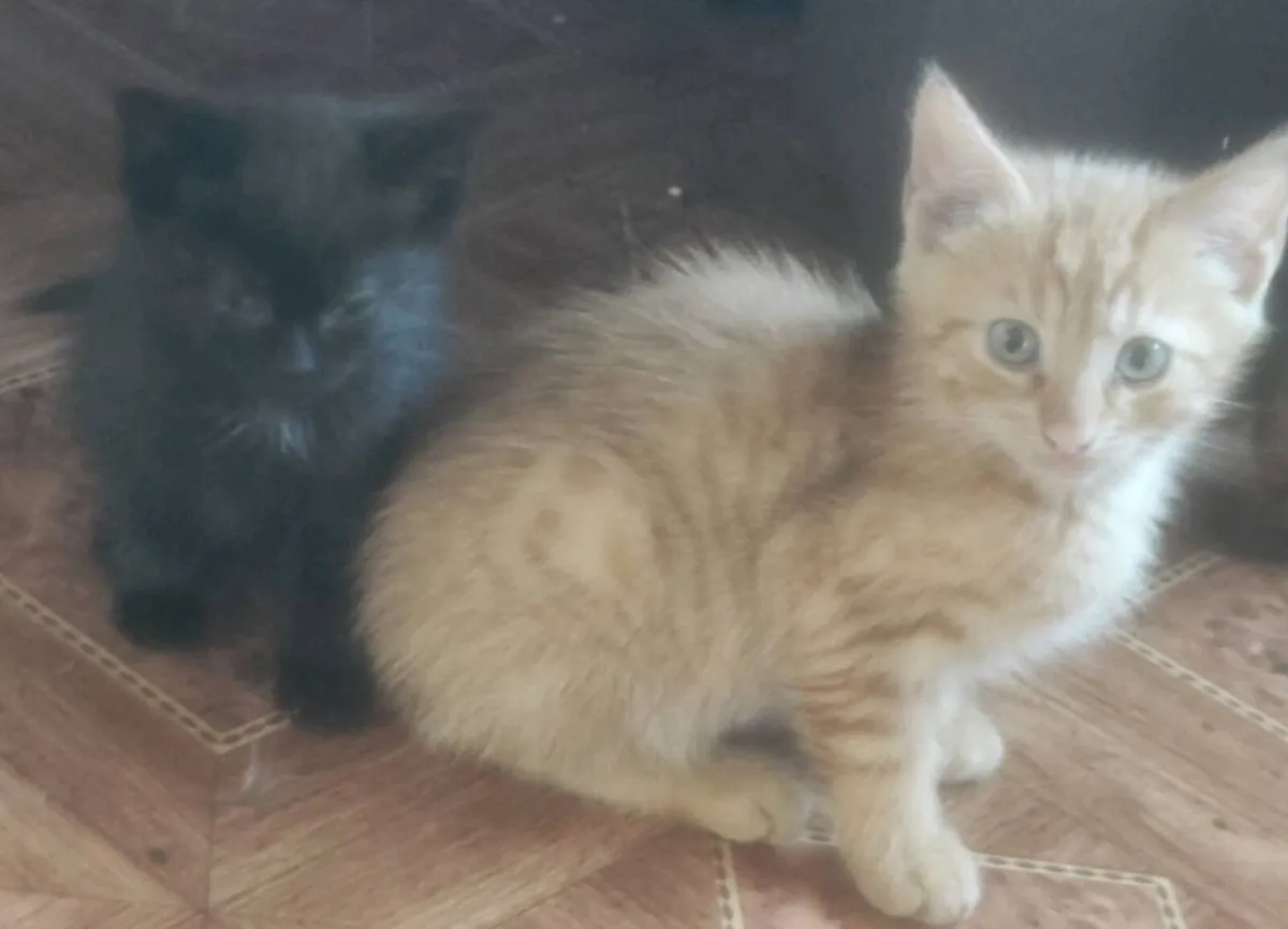 Kittens - Image 1