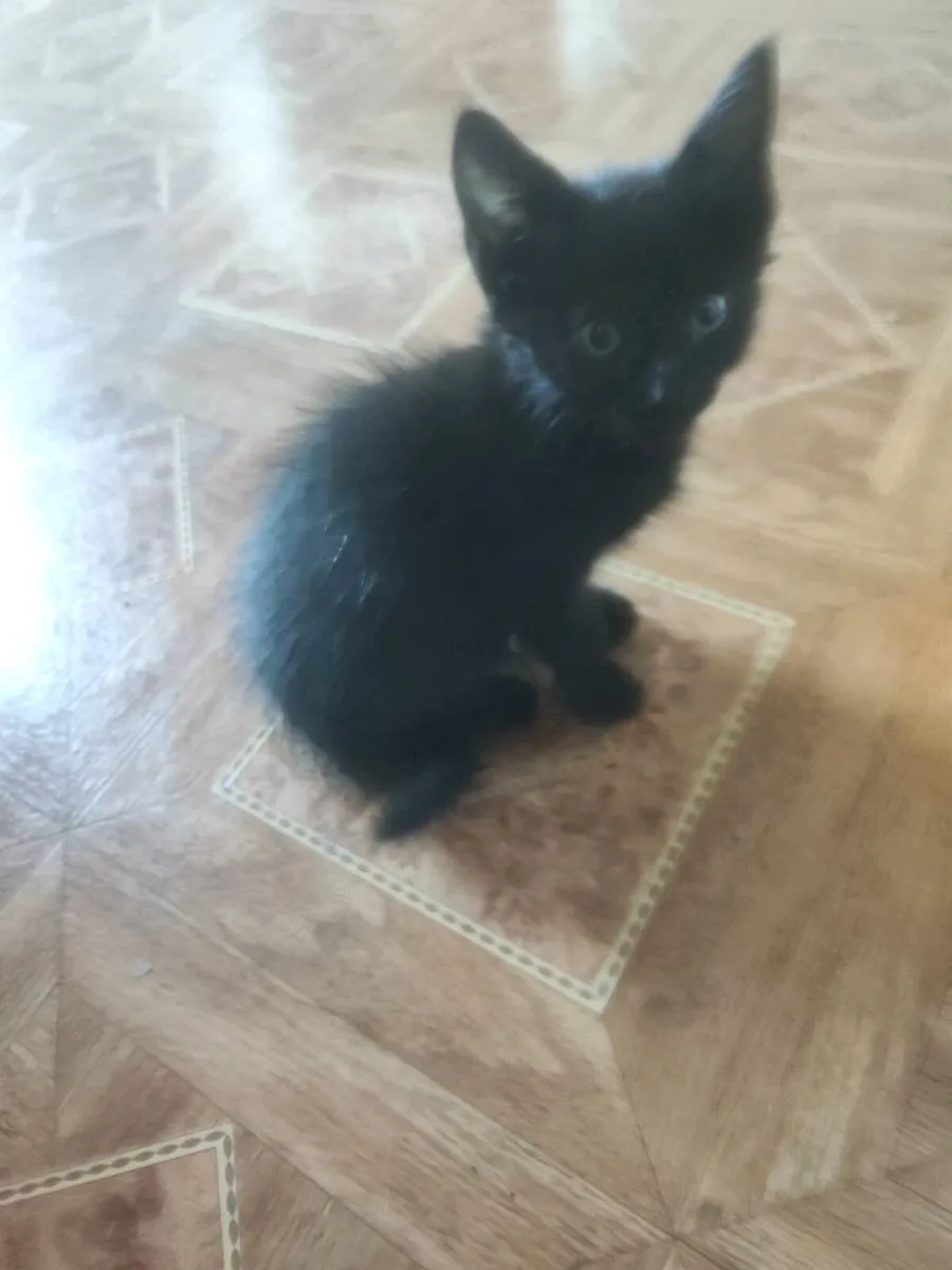 Kittens - Image 2