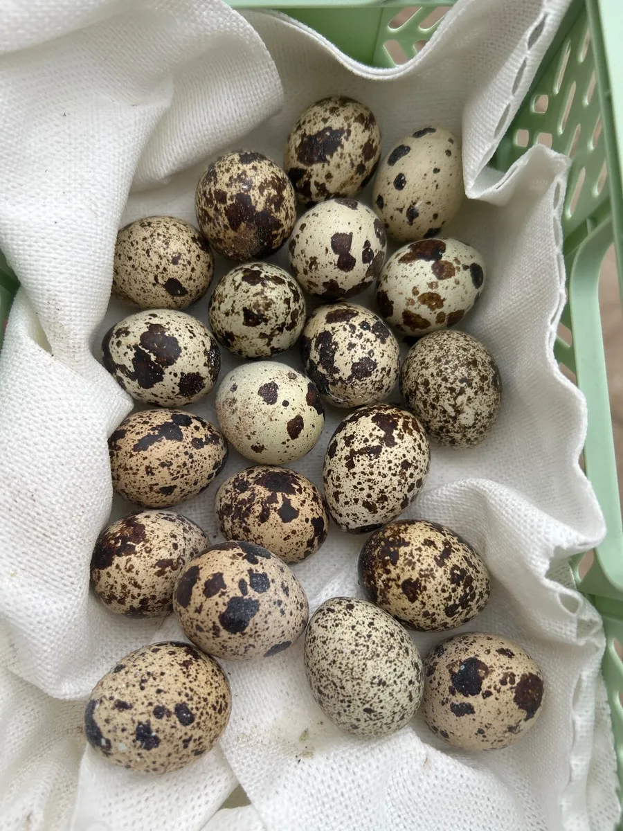 Eggs - Image 1