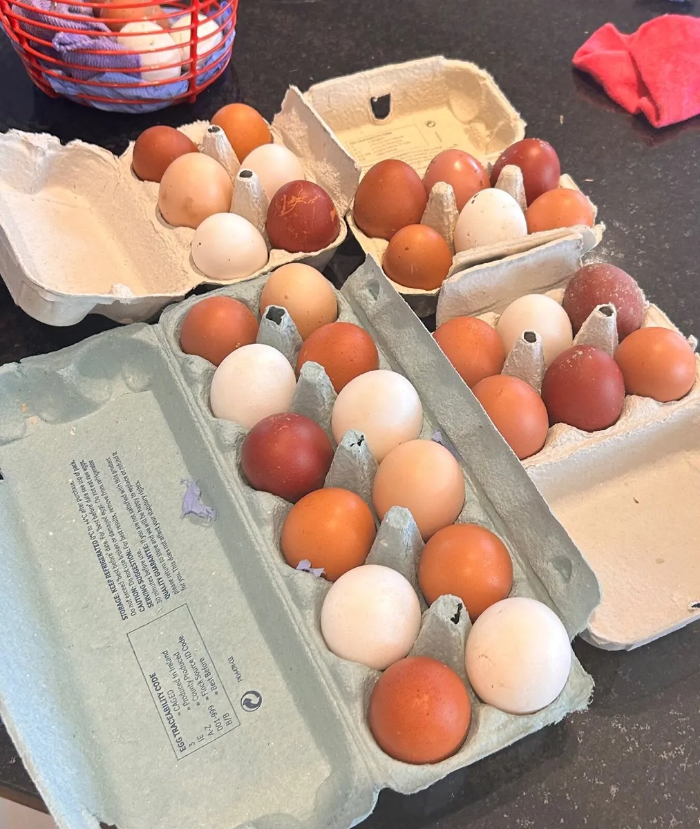 Eggs - Image 2