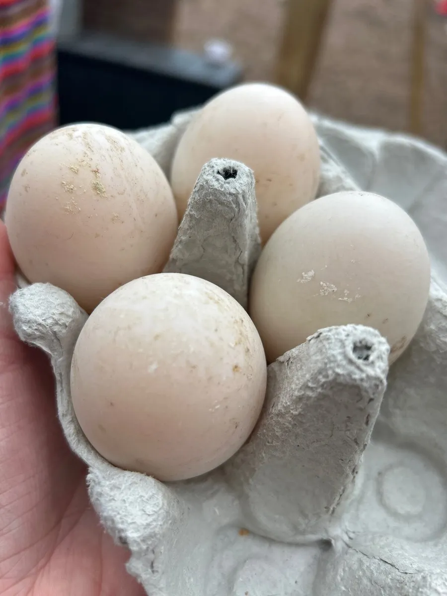 Eggs - Image 3