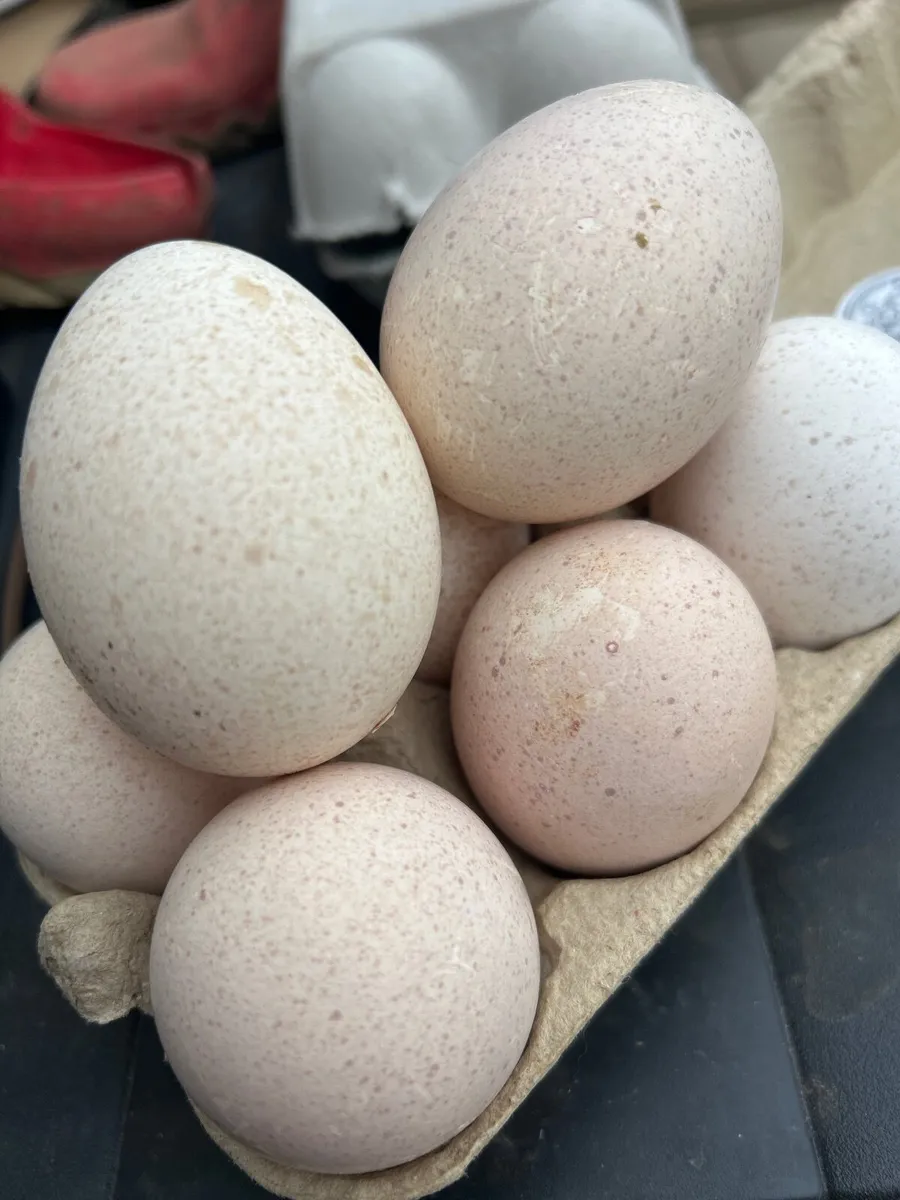 Eggs - Image 4