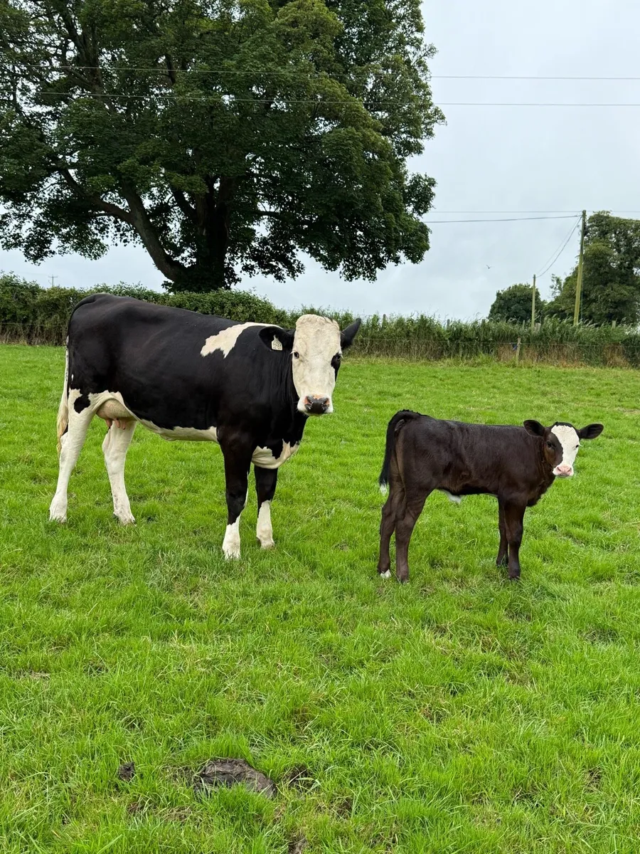 1st calver Cow & Calf - Image 1