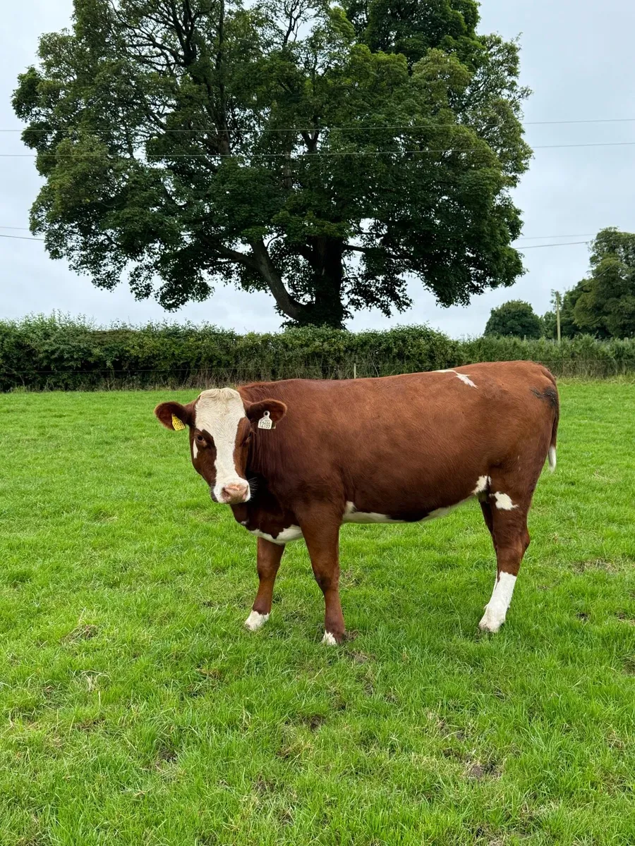 1st calver Cow & Calf - Image 2
