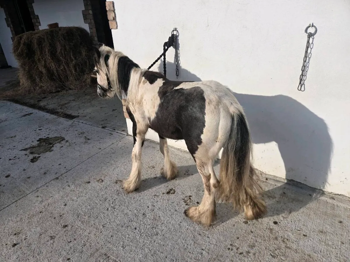 Small cob - Image 2