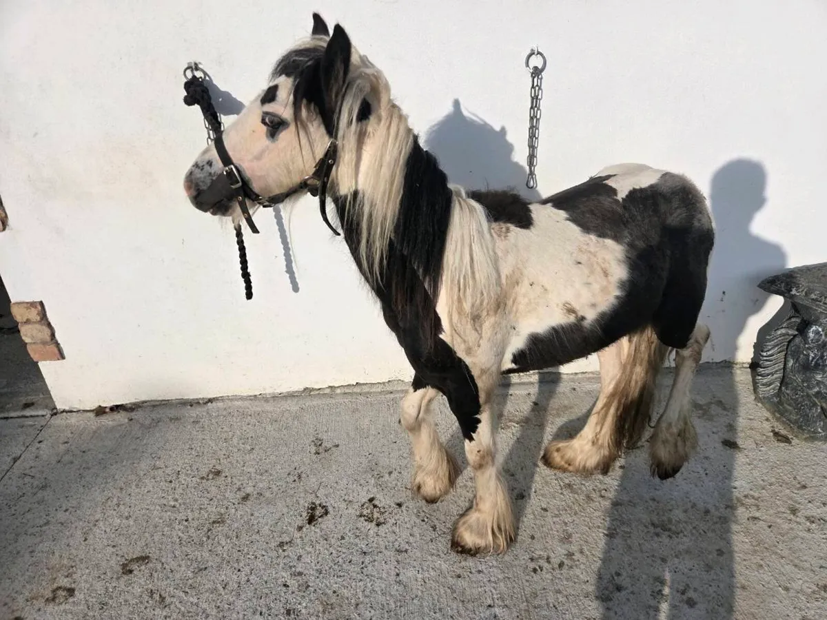 Small cob - Image 3