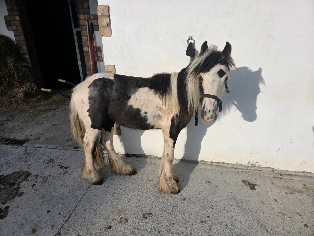 Small cob - Image 1
