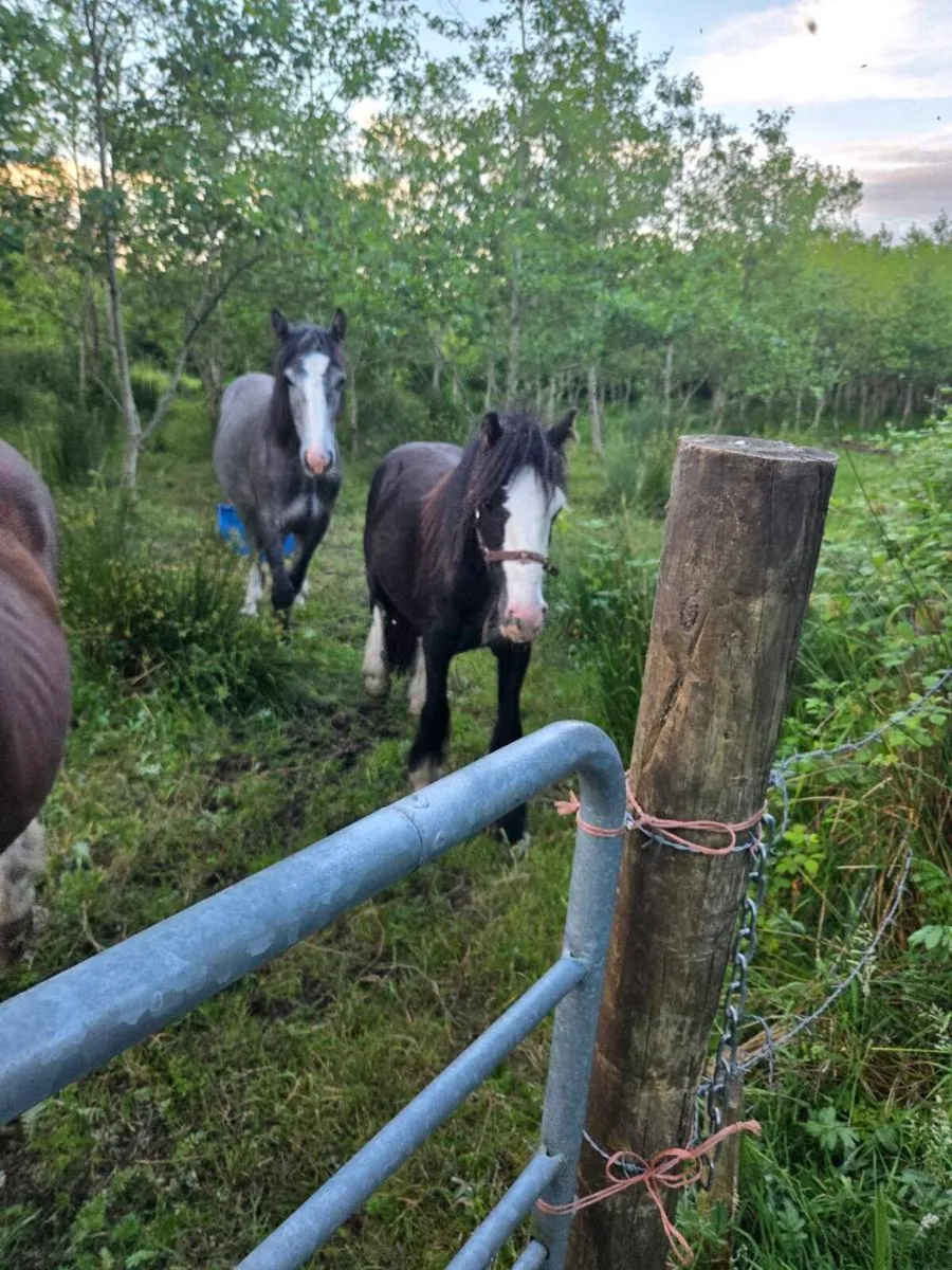 Four colts - Image 1