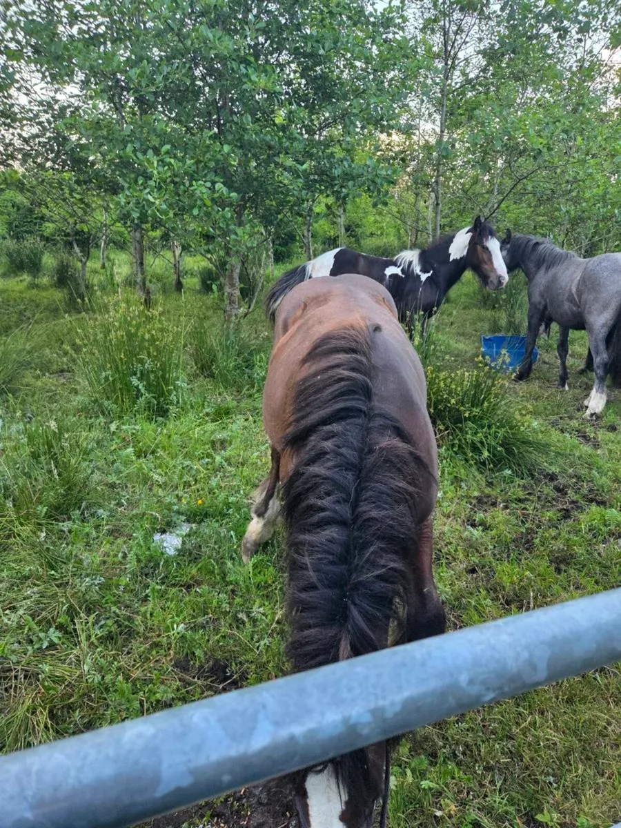 Four colts - Image 3