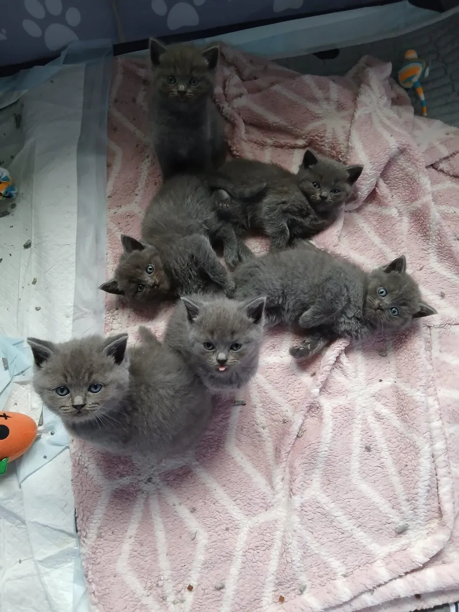 Ragdoll x BSH Kittens - Image 3