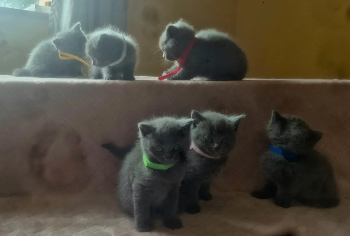 Ragdoll x BSH Kittens - Image 4